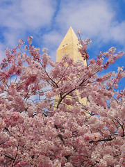 'Cherry trees and Washington monument' by ktylerconk