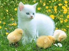 'cute animal' by HAPPY CNM