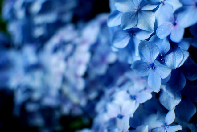 アジサイ hydrangea