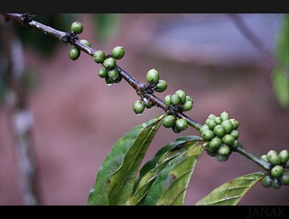 'black pepper' by jac099