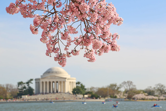 'Cherry Blossom Branch in Tidal Basin' by Y Nakanishi