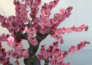 '2012.梅花' by 二泉印月