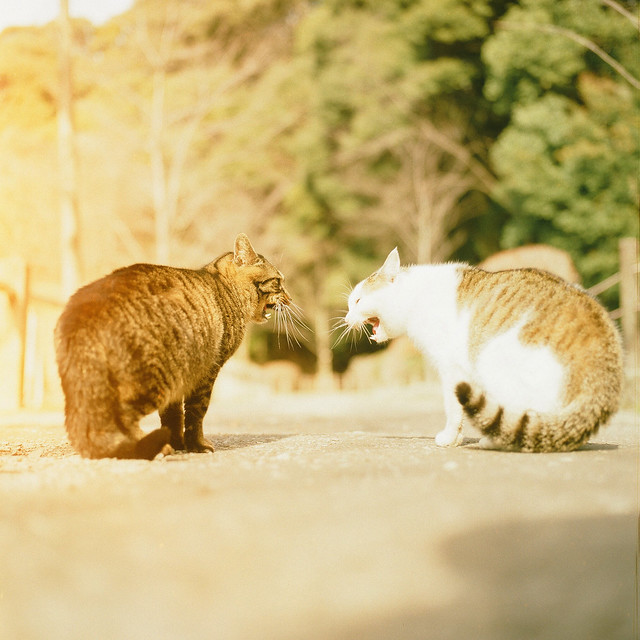 喧嘩やめて、仲良くしてね