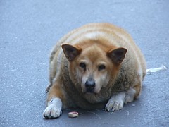 'Obese canine from New Orleans' by Mr TGT